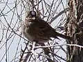 ♂