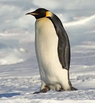Un manchot empereur (Aptenodytes forsteri) adulte en Terre Adélie.