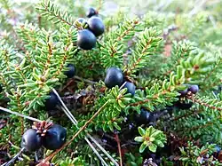 Camarine noire au Tanet.