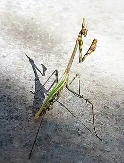 Empusa pennata