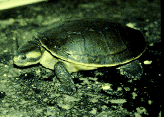 Description de l'image Emydura australis lateral.gif.