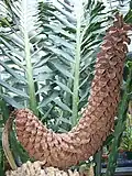 Cone mâle.