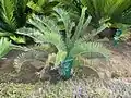Un Encephalartos ngoyanus dans la serre des Encephalartos.