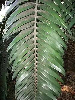Feuille