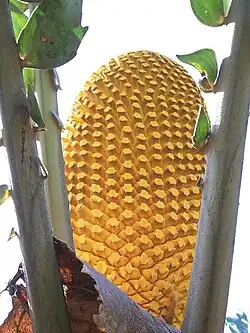 Photographie d'une structure ovalaire jaune d'or striée de motifs complexes occupant tout le centre de l'image encadrée de part et d'autre de trois fortes tiges verticales garnies de quelques folioles d'un vert vif.