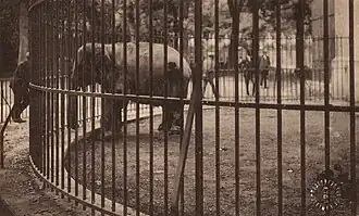 Loulou l'éléphant dans son enclos.