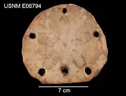 Encope micropora