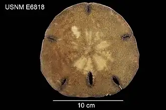 Encope perspectiva