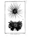 ibid, Centrostephanus longispinus et Heterocentrotus mammillatus