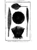ibid, un Colobocentrotus sp., un oursin diadématoïde et des pennatules.