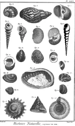 Coquilles de mer