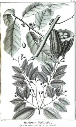 Cacaotier, cannelle