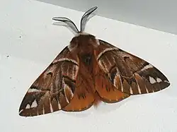 Endromidae(Endromis versicolora)