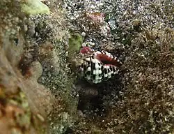 Engina bonasia