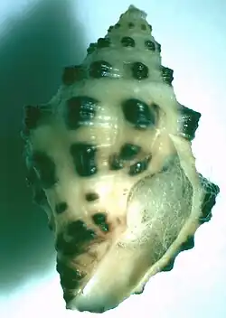 Engina pyrostoma