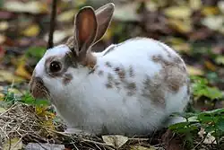 Lapin papillon anglais