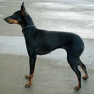 Terrier d'agrément anglais noir et feu