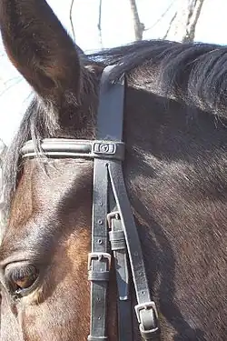 Gros plan sur la tête d'un cheval harnaché d'une bride.