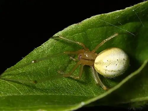 Enoplognatha ovata ♀