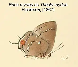 Description de l'image EnosMyrteaAsTheclaMyrteaHewitson1867.JPG.