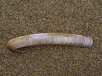 Ensis ensis