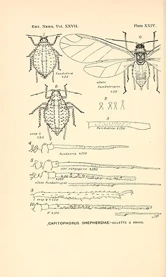 Description de l'image Ent. News Vol XXVII Plate XXIV.jpg.