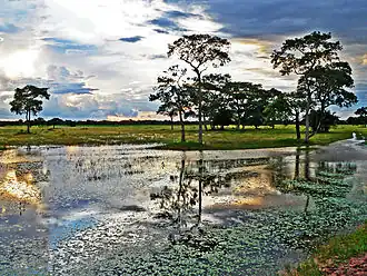 Poconé