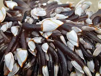 Lepas anatifera (Thecostraca)