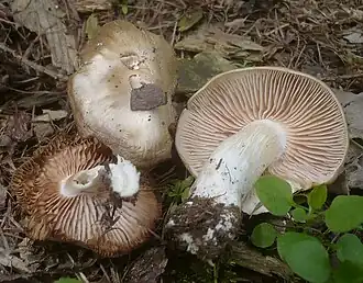 l'Entolome en bouclier (Entoloma clypeatum)