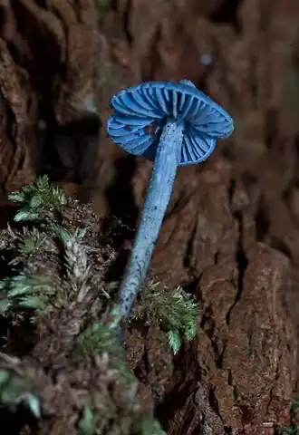 Entoloma hochstetteri