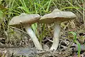 Champignon umboné vu de profil
