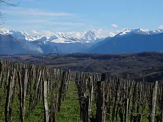 Photo d'un paysage de montagnes et de collines, au premier plan des vignes.