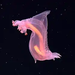 Enypniastes cf. eximia