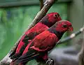 Kuala Lumpur Bird Park