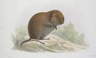 Description de l'image Eothenomys melanogaster 1.jpg.