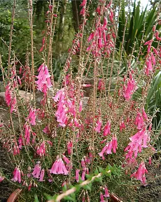 Description de l'image Epacris Hybrids Diadem BotGardBln1105InflorescencesZ.jpg.