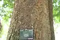 Écorce d’Eperua falcata cultivé au Jardin botanique de Limbé (Cameroun).