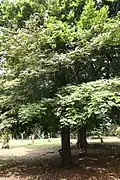 Pied d’Eperua falcata.