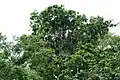Houppier fructifère d’Eperua falcata au Guyana.