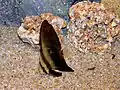 Platax orbicularis