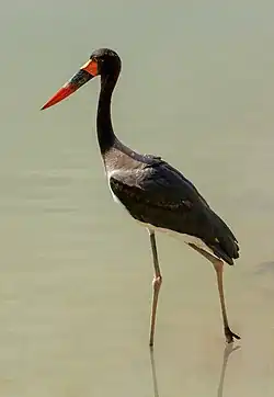 Un jabiru d'Afrique à la réserve africaine de Sigean. Septembre 2019.