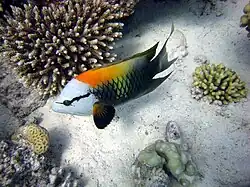 Epibulus insidiator
