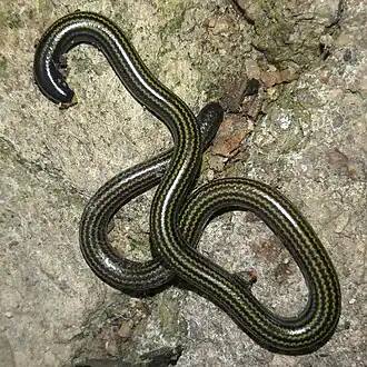 Description de l'image Epictia munoai 165128614.jpg.