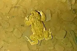 Crapaud calamite