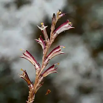 Description de l'image Epifagus virginiana 2.jpg.