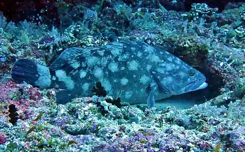 Un mérou à points blancs&nbsp;(en) (Epinephelus coeruleopunctatus).