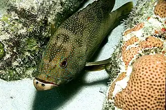 Cephalopholis fulva