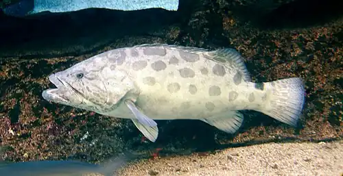 Epinephelus tukula