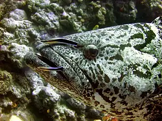 Description de l'image Epinephelus_tukula_is_cleaned_by_two_Labroides_dimidiatus.jpg.
