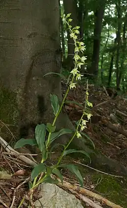 La plante en fleurs